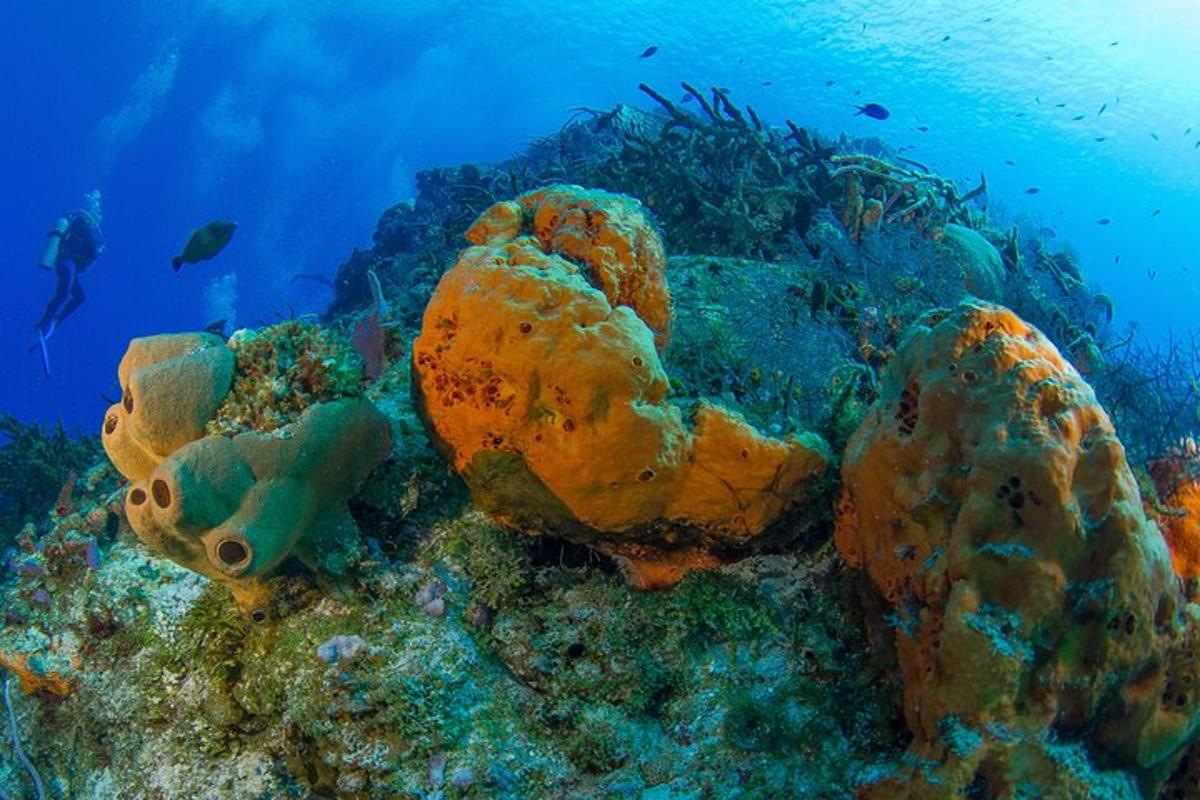 un escull de corall amb una persona a l'oceà