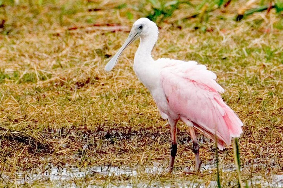 a pink bird with a long beak standing in the water