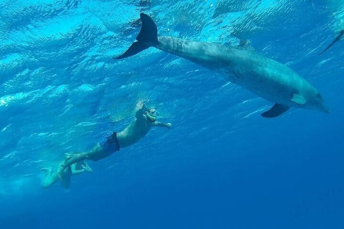 ein Mann und ein Delphin schwimmen im Wasser
