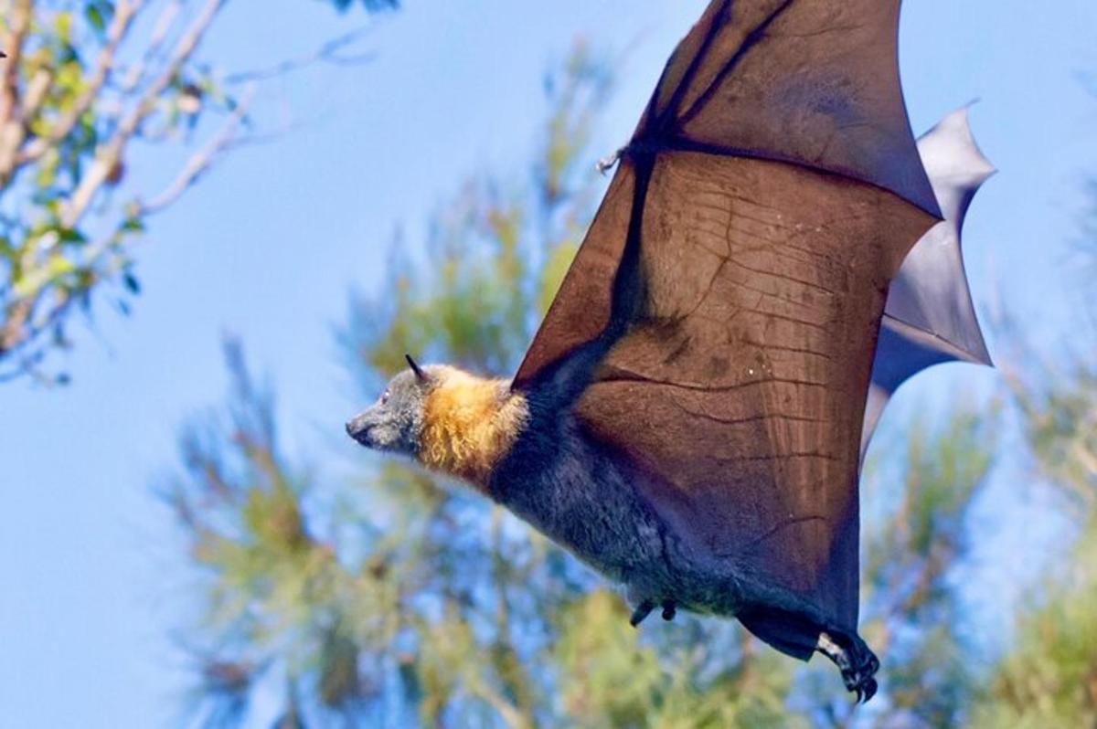 eine Fledermaus, die in den Himmel fliegt