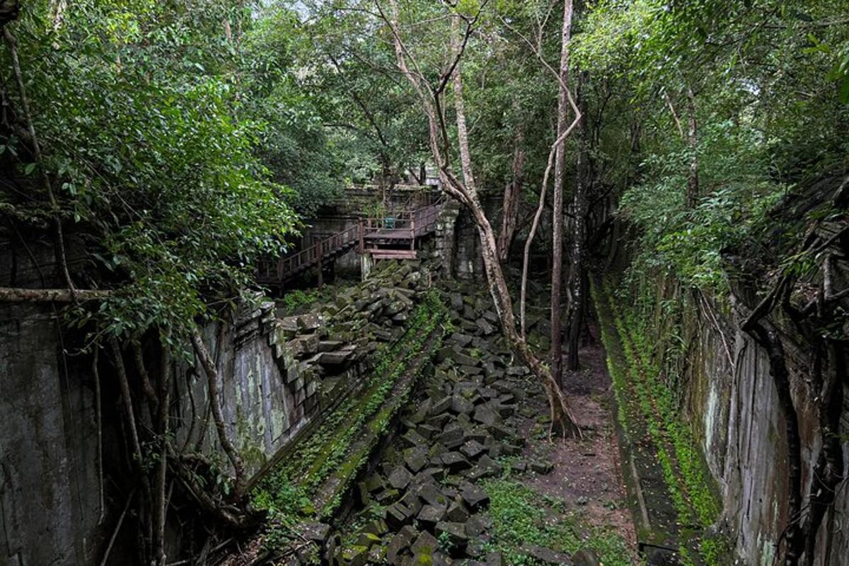 um caminho em uma floresta com árvores e pedras