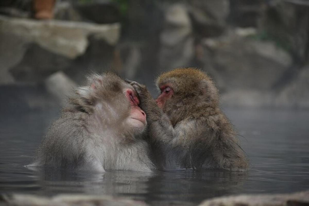 two monkeys are playing in the water together