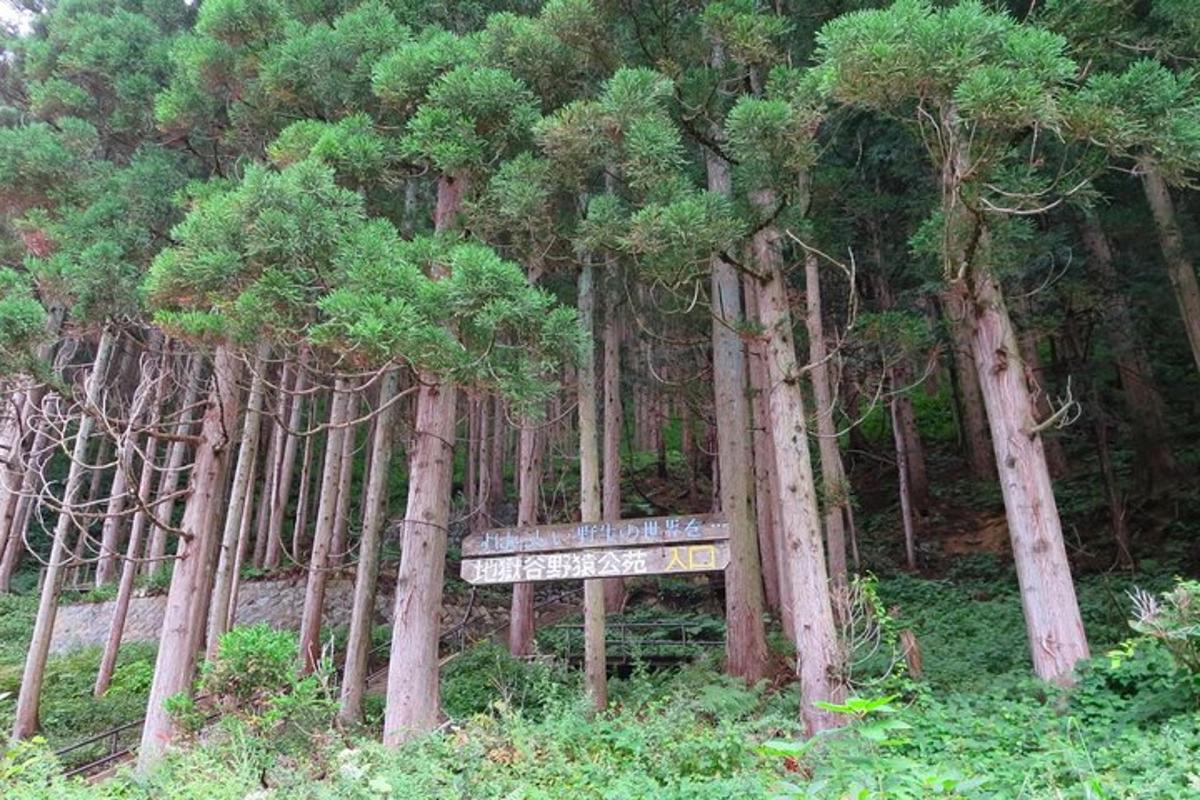 a bench in the middle of a forest of trees