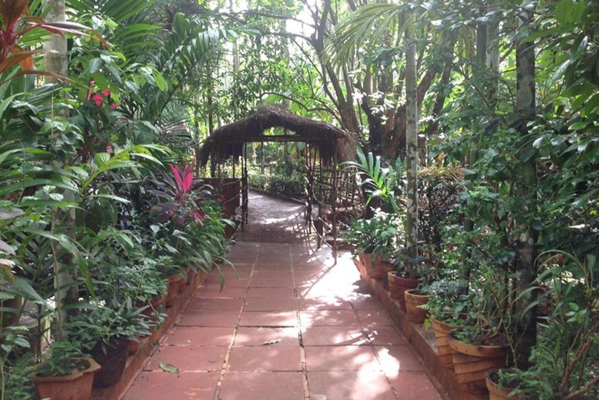 Un camino a través de un jardín con muchas plantas.