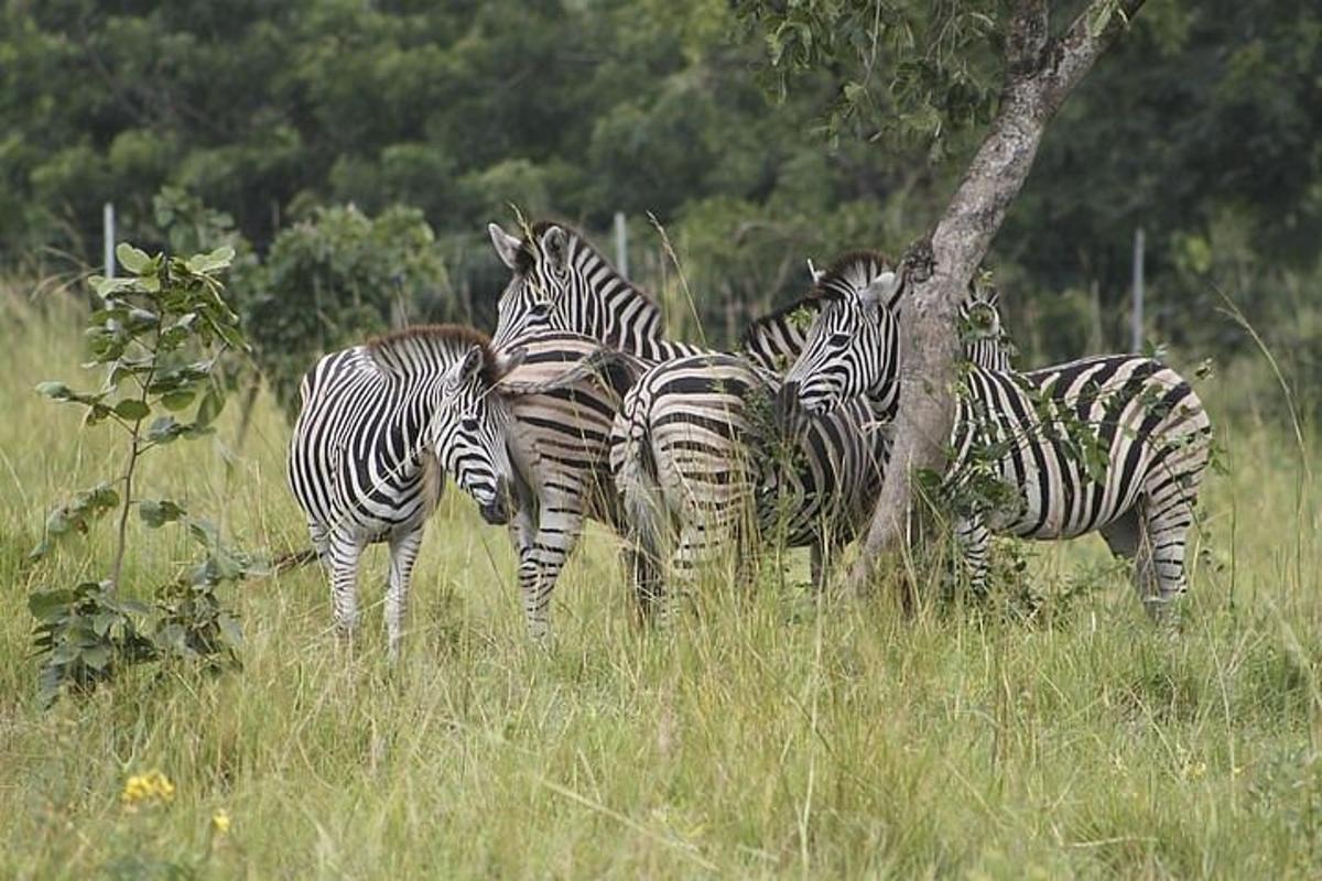 um grupo de zebras em um campo