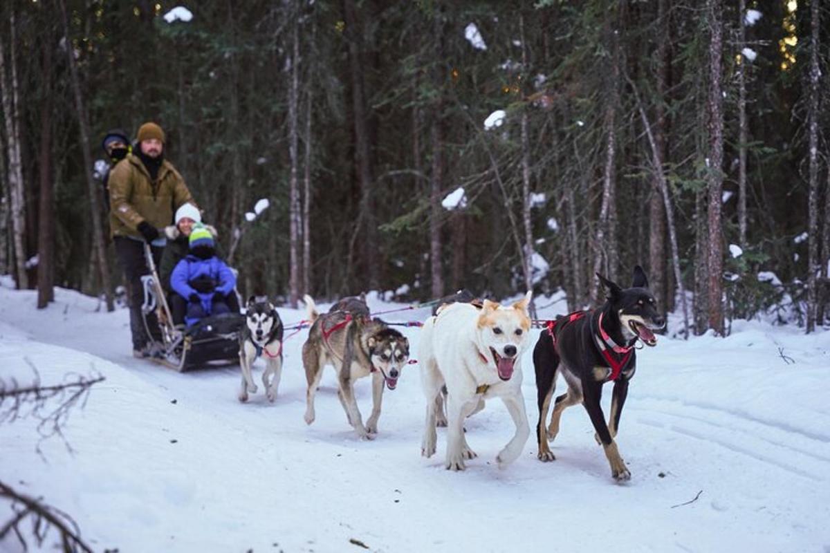 um grupo de cães correndo na neve com uma pessoa no acesso