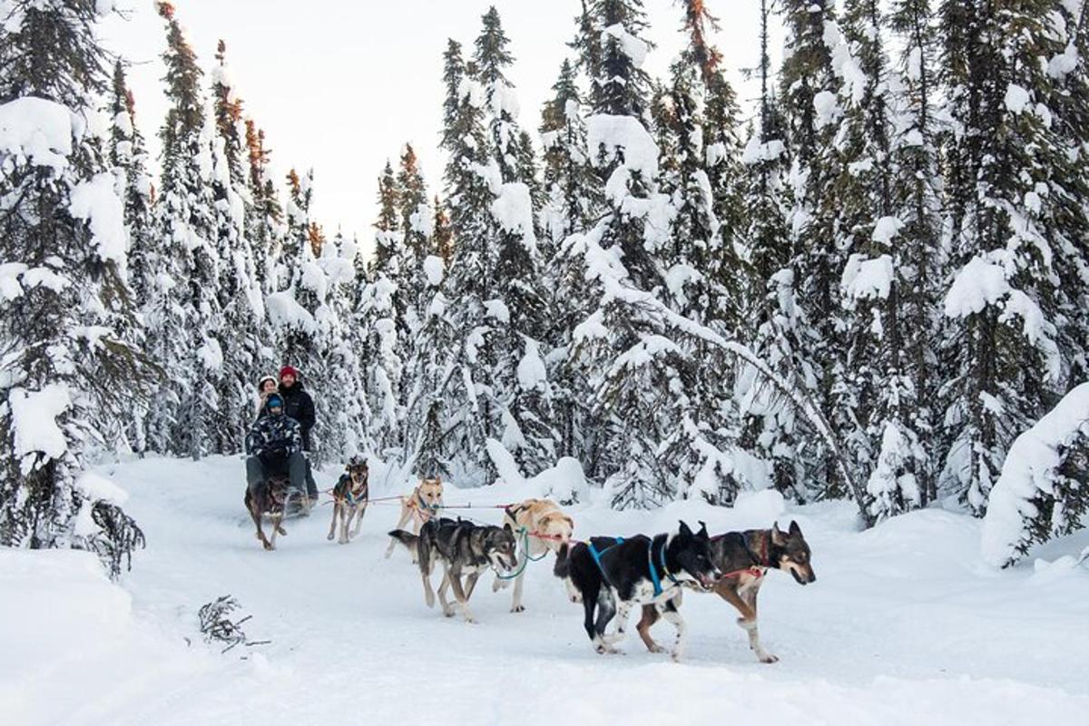um grupo de cães caminhando na neve