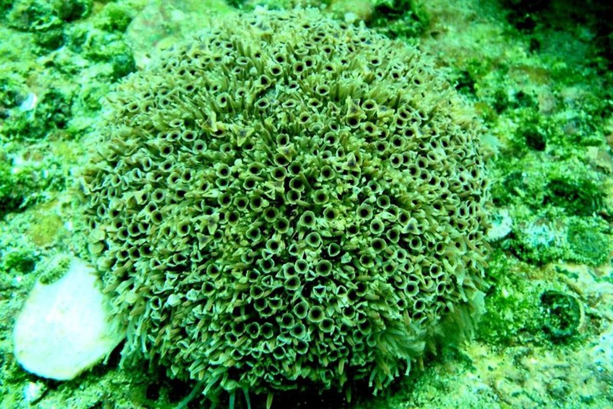 een groene zeewierplant op de oceaanbodem