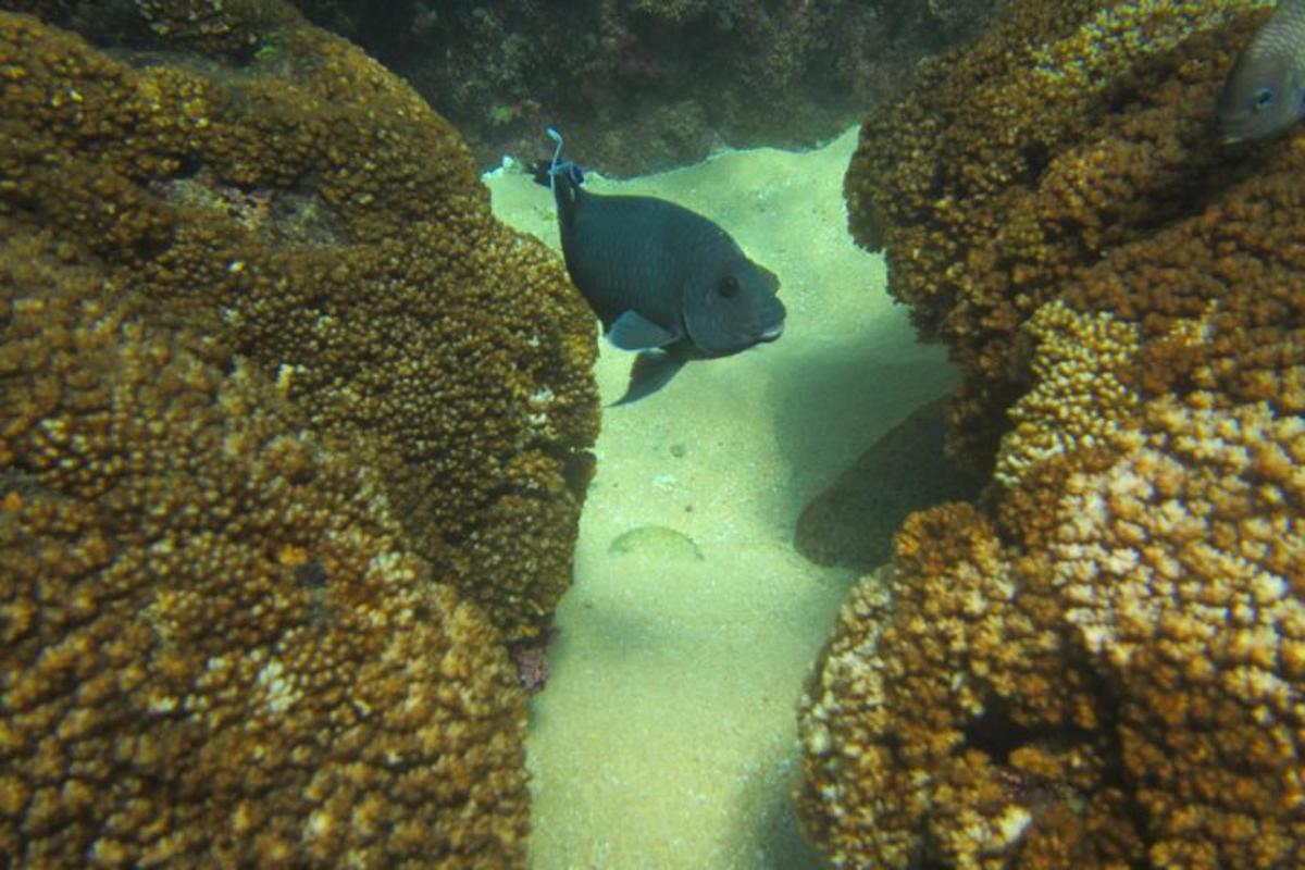 un poisson nageant dans l'eau près d'un récif corallien