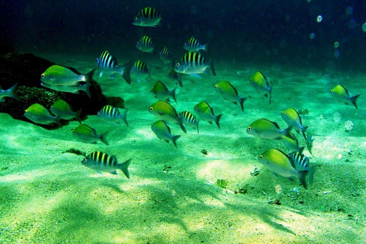 een groep vissen die in de oceaan zwemmen