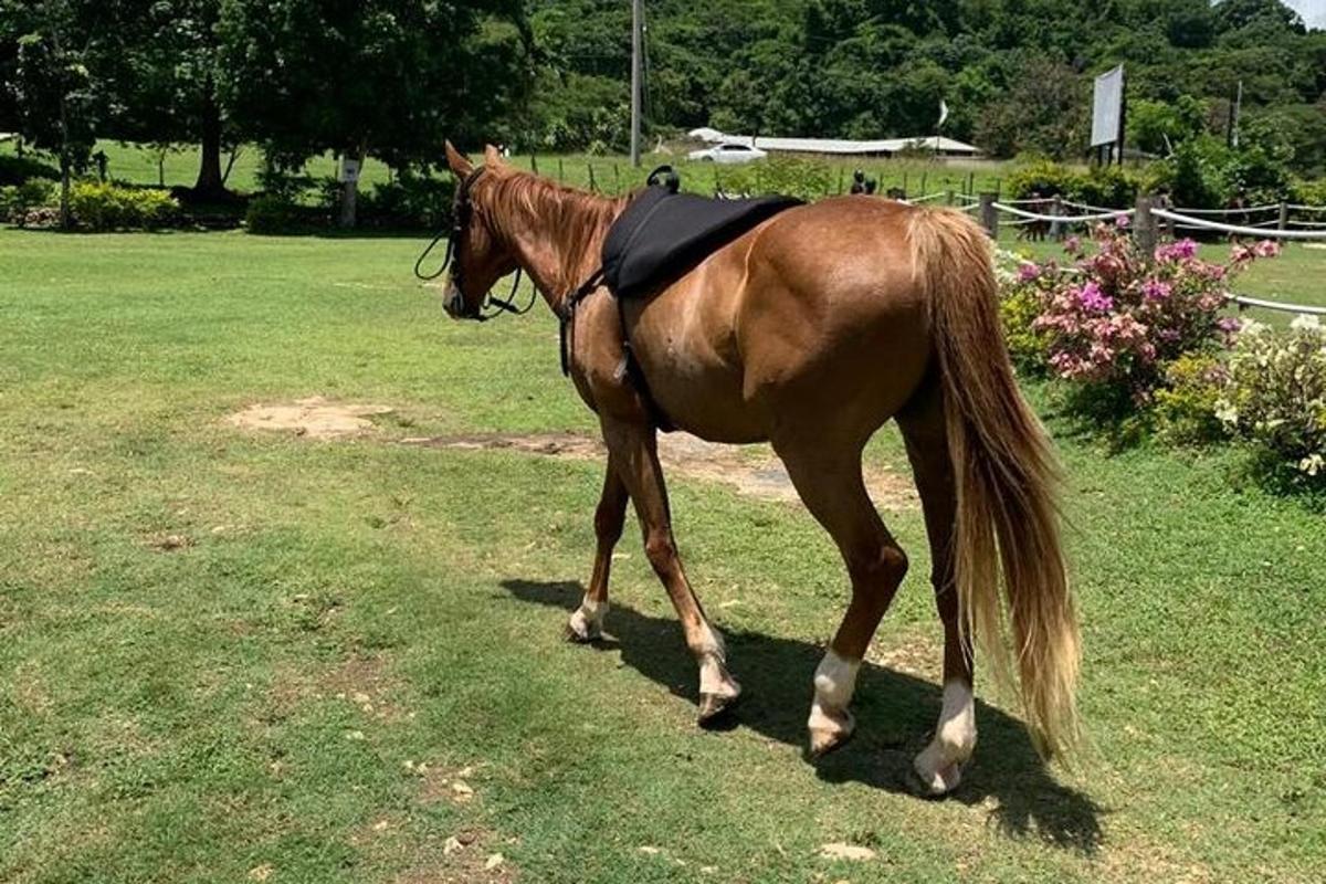 a brown horse walking in the grass in a field