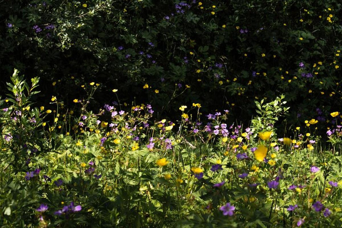 un campo pieno di tanti fiori viola e gialli