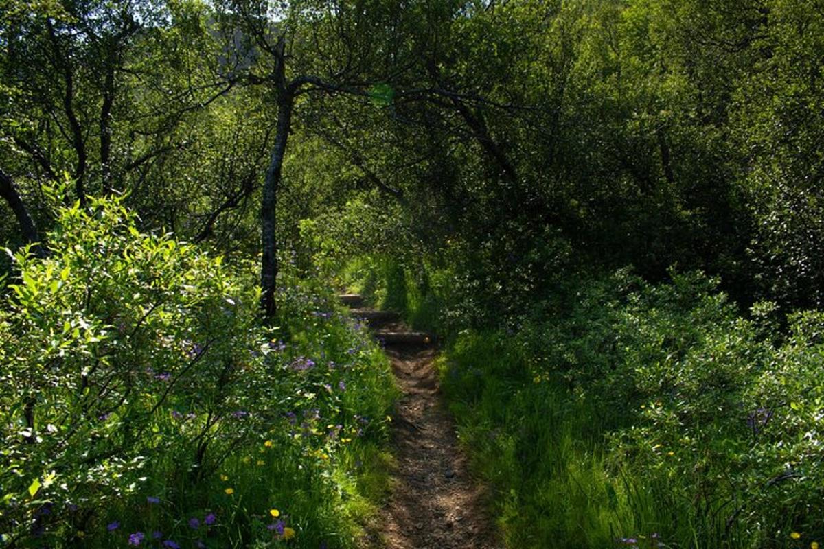 un sentiero sterrato attraverso una foresta con alberi e fiori