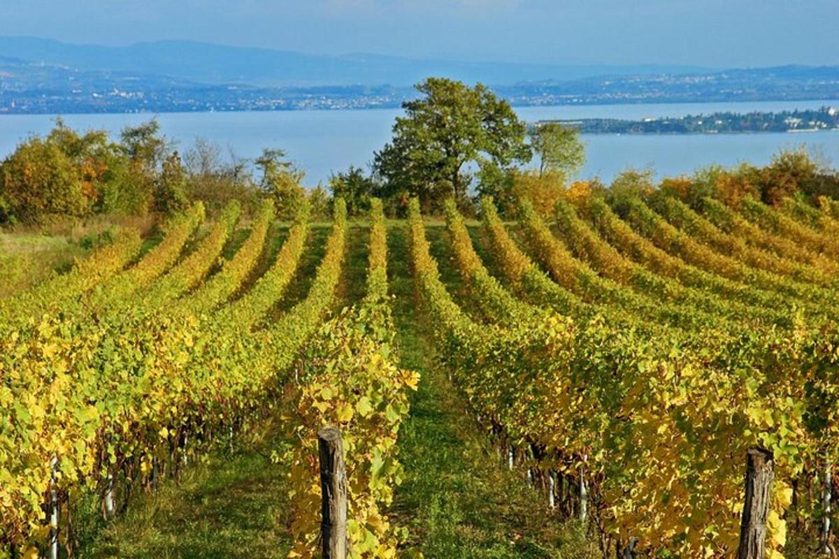 un vigneto con vista sull'acqua