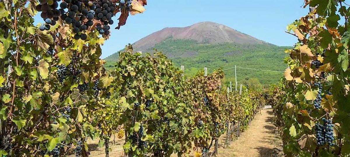 Un racimo de uvas en un viñedo con una montaña al fondo