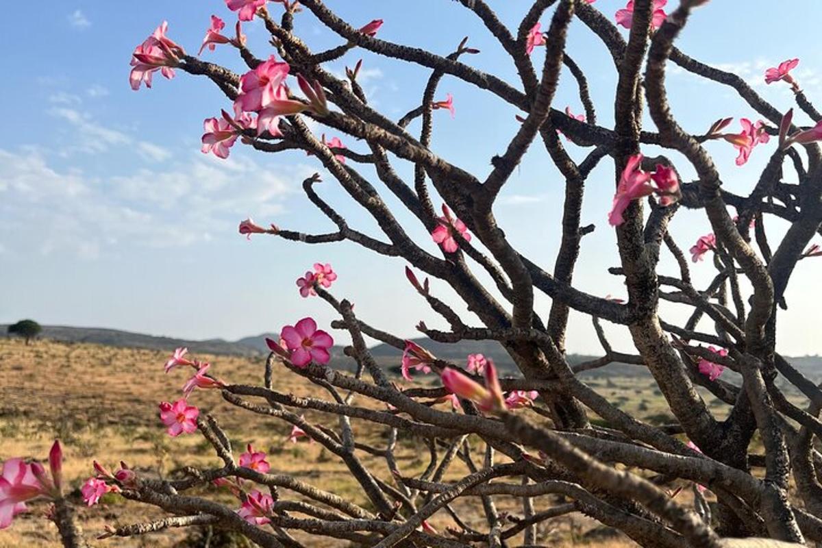 a tree with pink flowers on it in a field