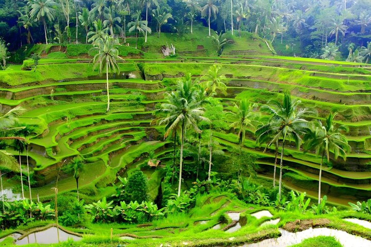 một sườn đồi xanh với những cây cọ trên đó