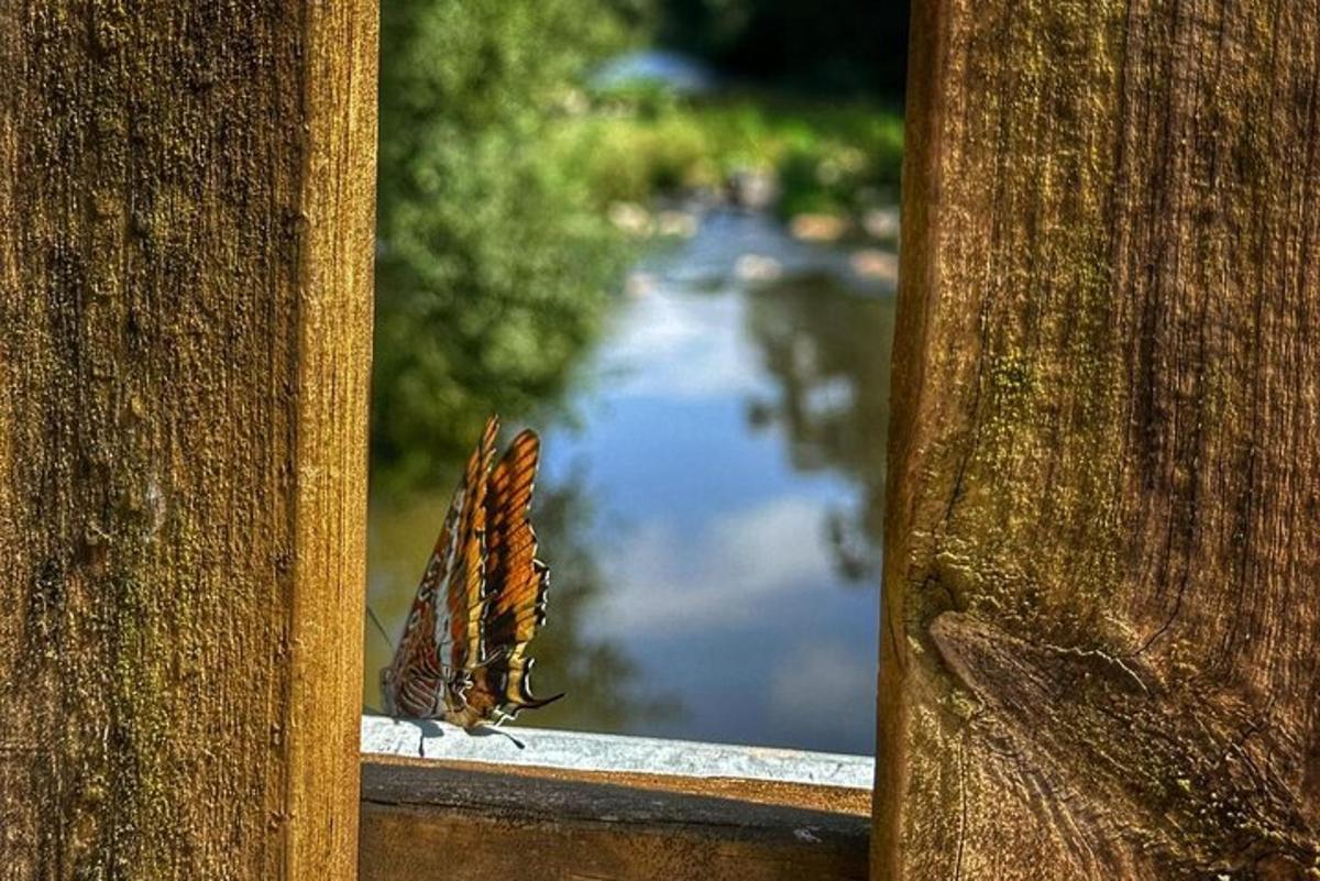 motýľ sedí na parapete okna