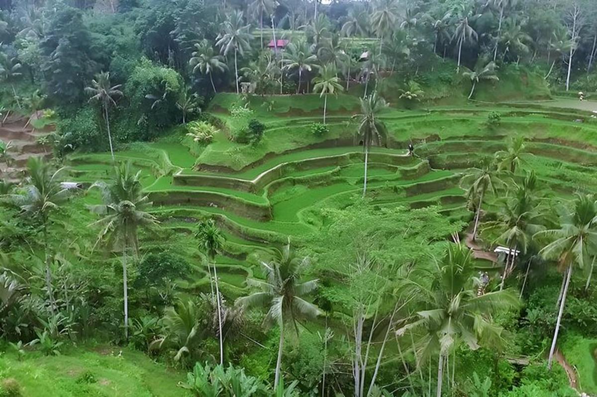 uma vista aérea de um campo verde com palmeiras