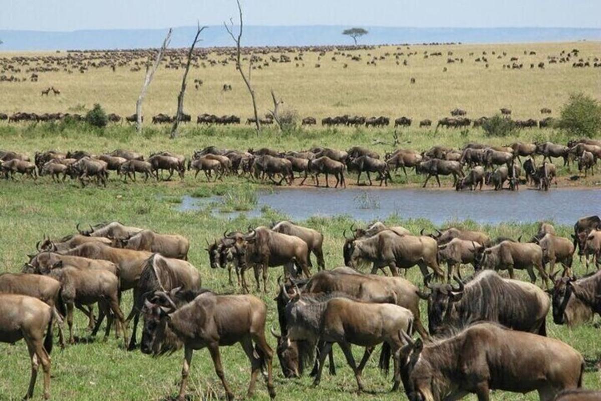 una mandria di animali in un campo vicino a un abbeveratoio