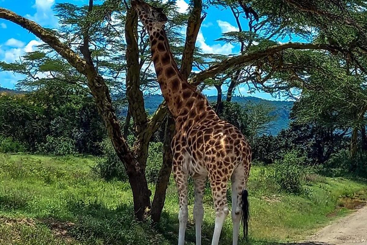 o girafă stă lângă un copac