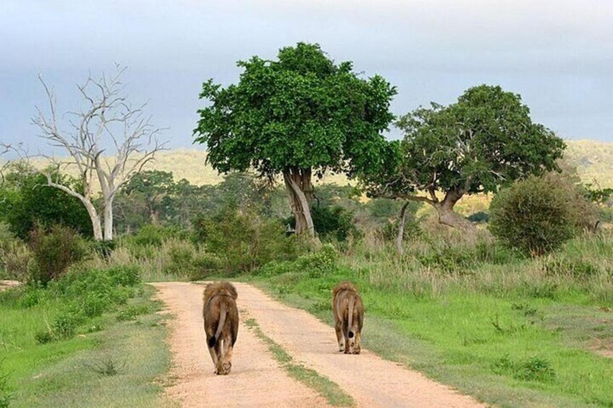 due animali che camminano lungo una strada sterrata