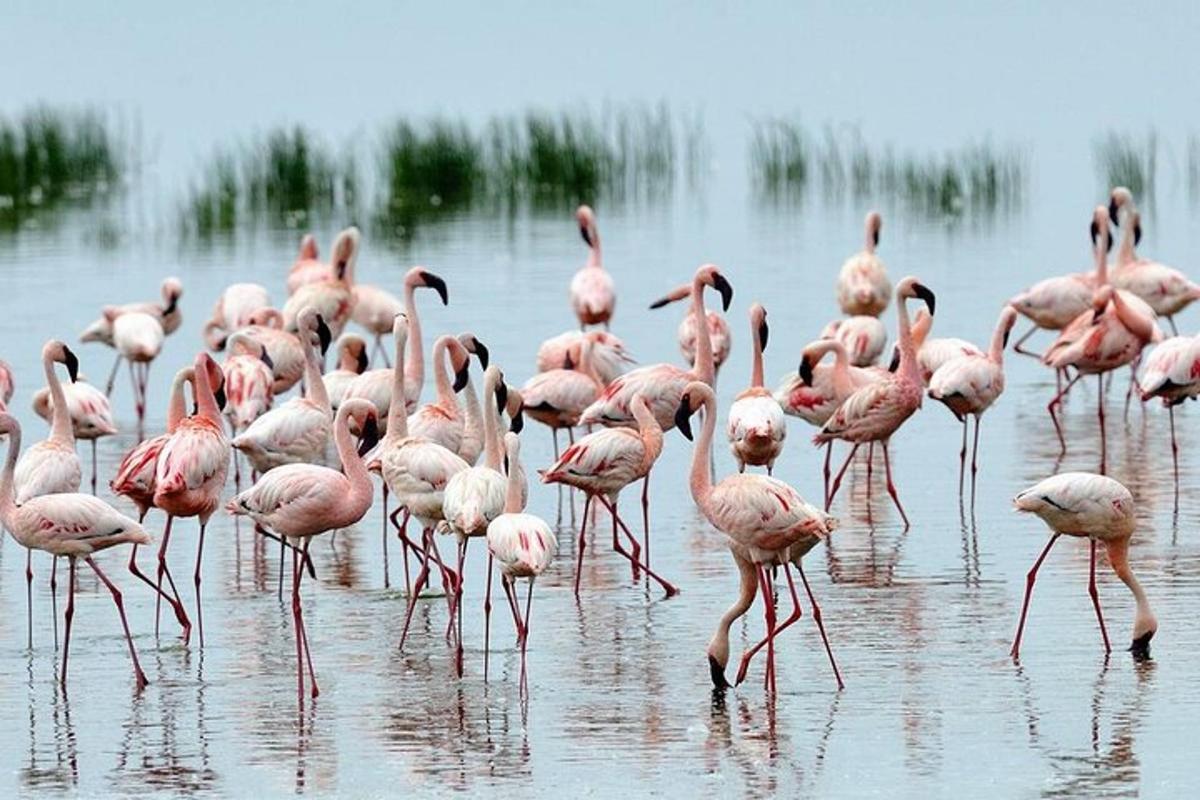 um bando de flamingos cor-de-rosa parados na água