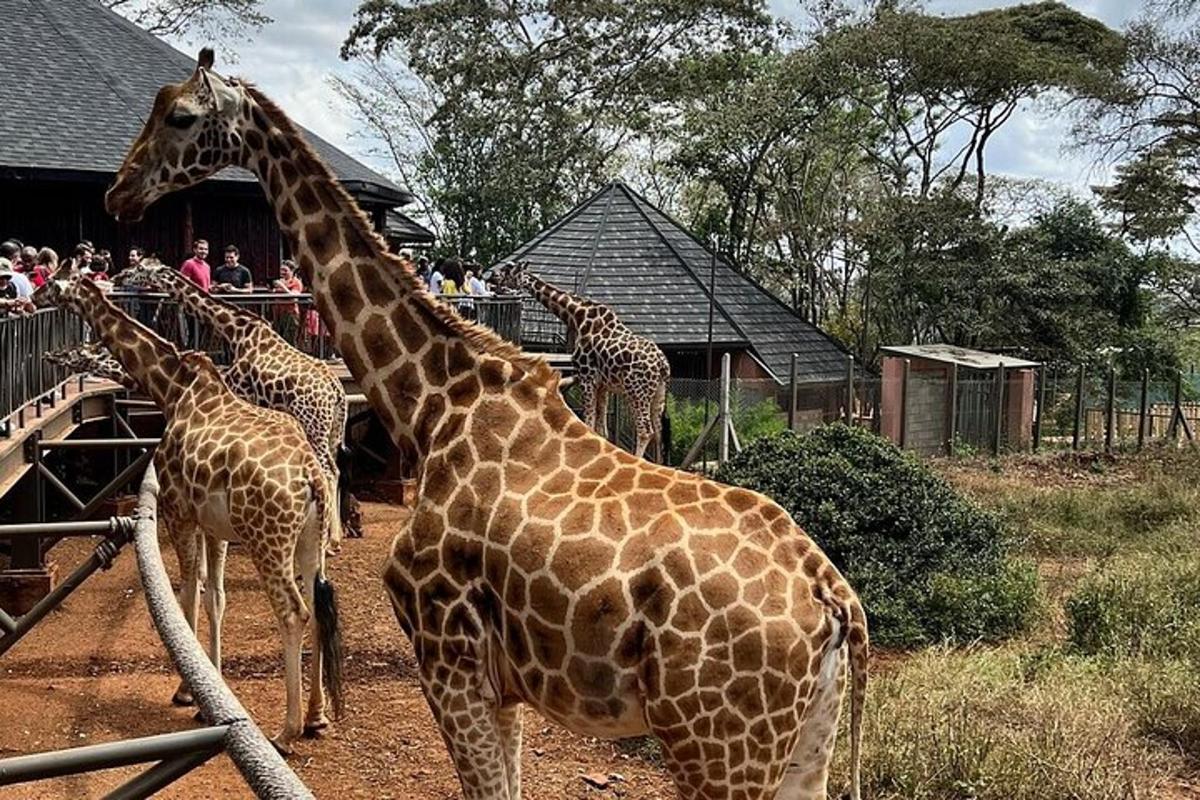 Un grupo de jirafas de pie frente a una multitud.