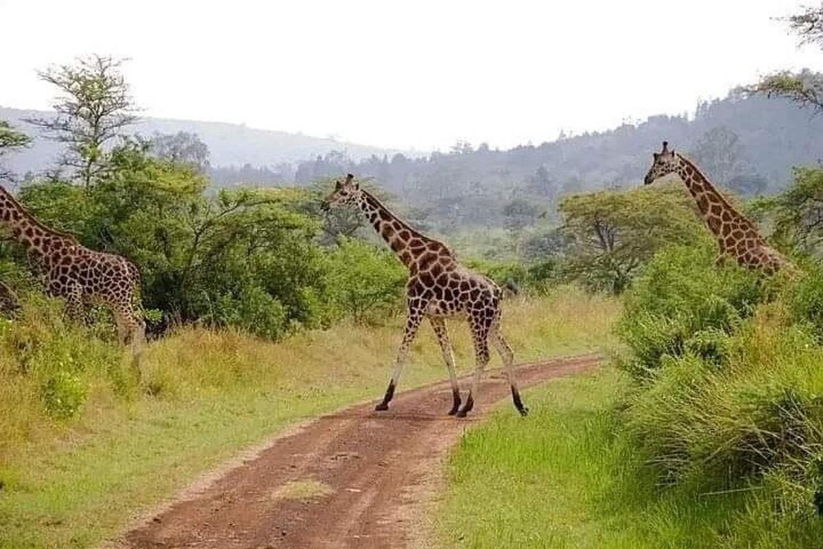 um grupo de girafas atravessando uma estrada de terra