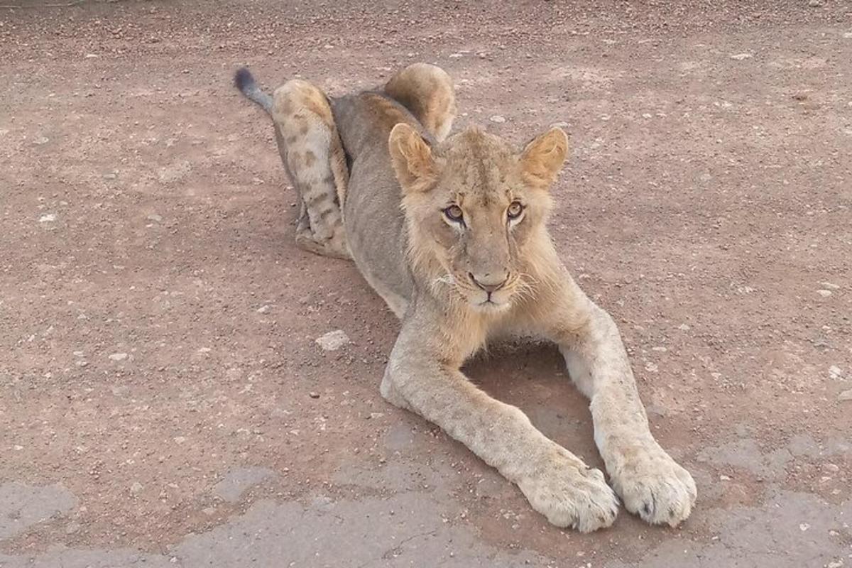 Un cachorro de león tendido en el suelo, en la tierra.