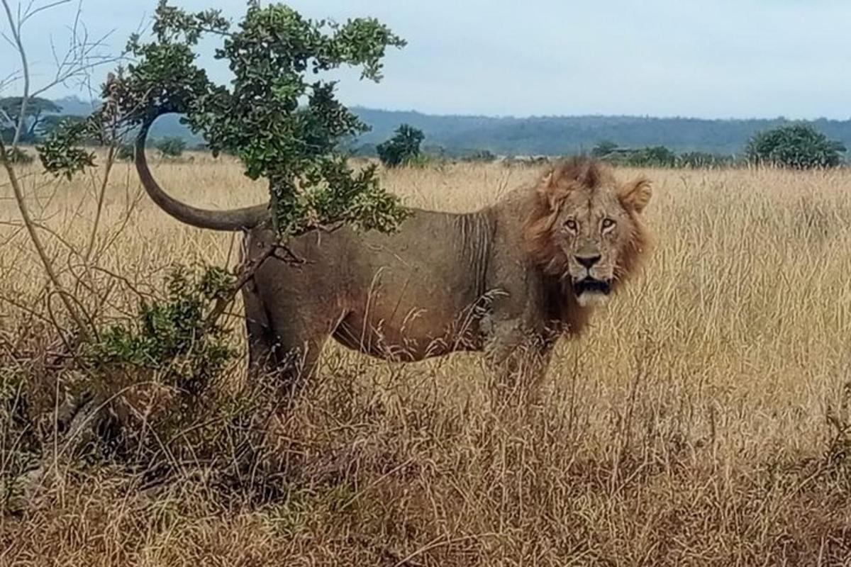 um leão parado em um campo de grama alta