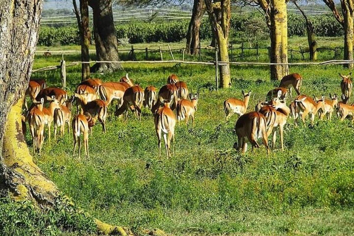 rohumaal karjatav hirvekari
