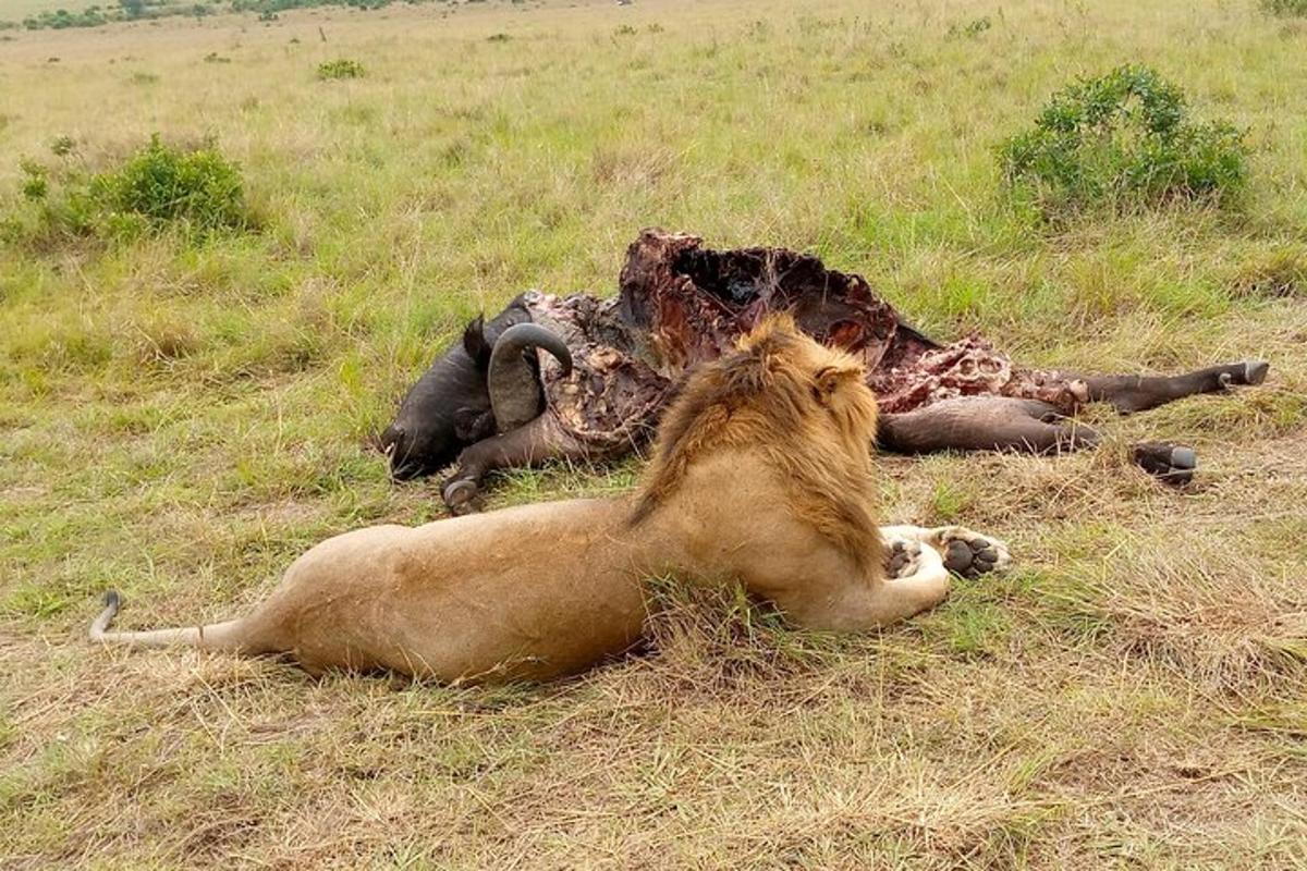 Un león tendido en la hierba junto a un animal muerto.