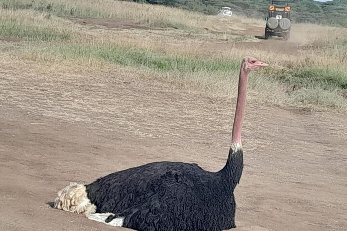 isang ostrich na nakatayo sa gitna ng lupang lupa