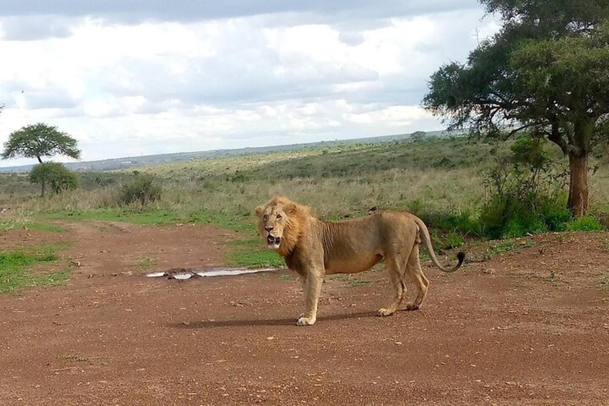 un leone in piedi in mezzo a una strada sterrata