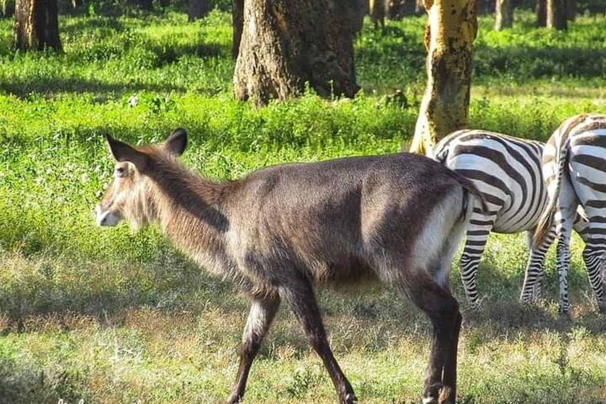 ένα γαϊδούρι περπατάει σε ένα χωράφι με μια ζέβρα