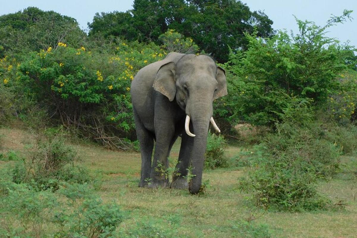 an elephant walking in a field with trees and bushes