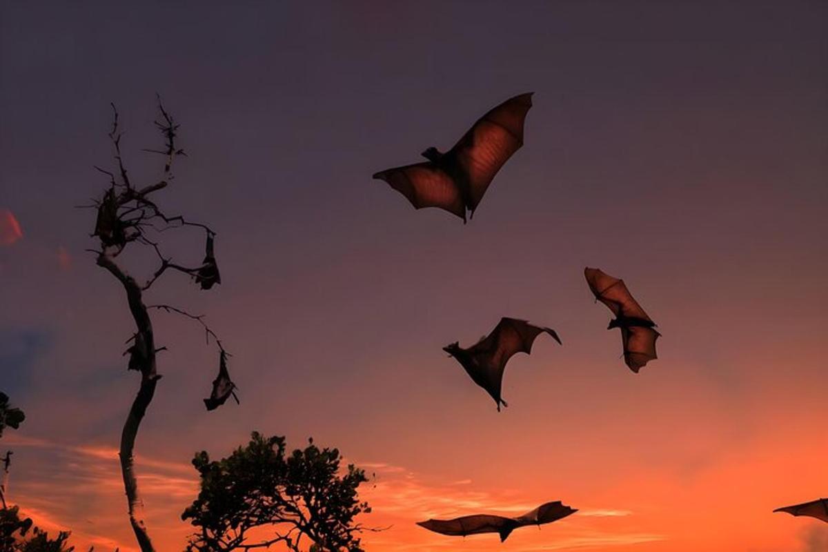 Fotografia da atração 4