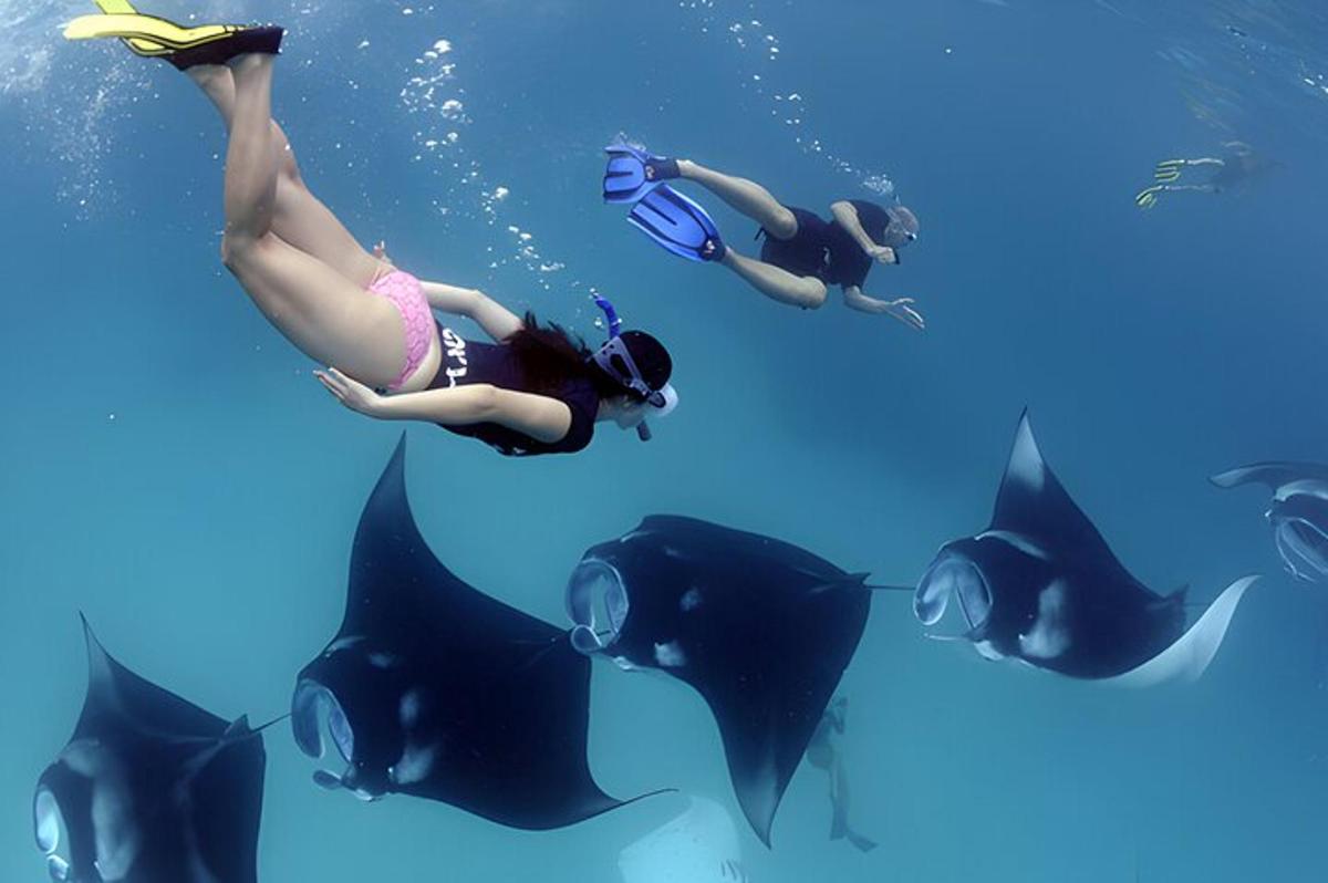 Un grupo de personas nadando en el agua con mantarrayas.