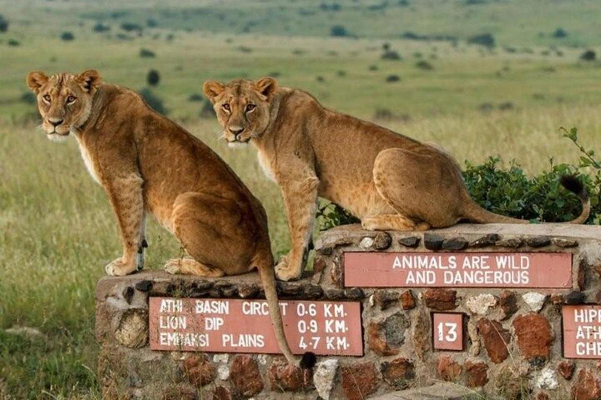 two lions sitting on top of a stone wall