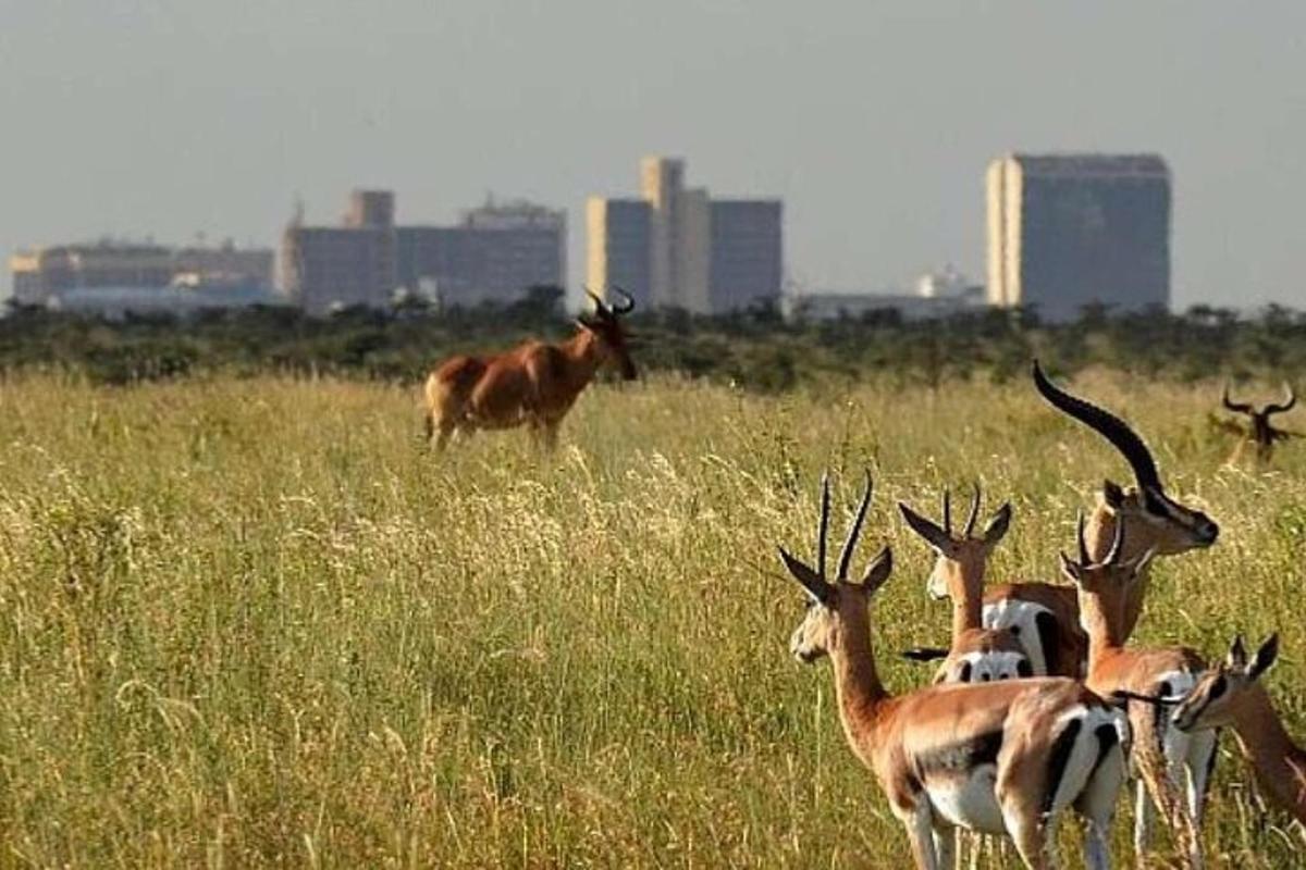 a group of antelopes in a field of tall grass