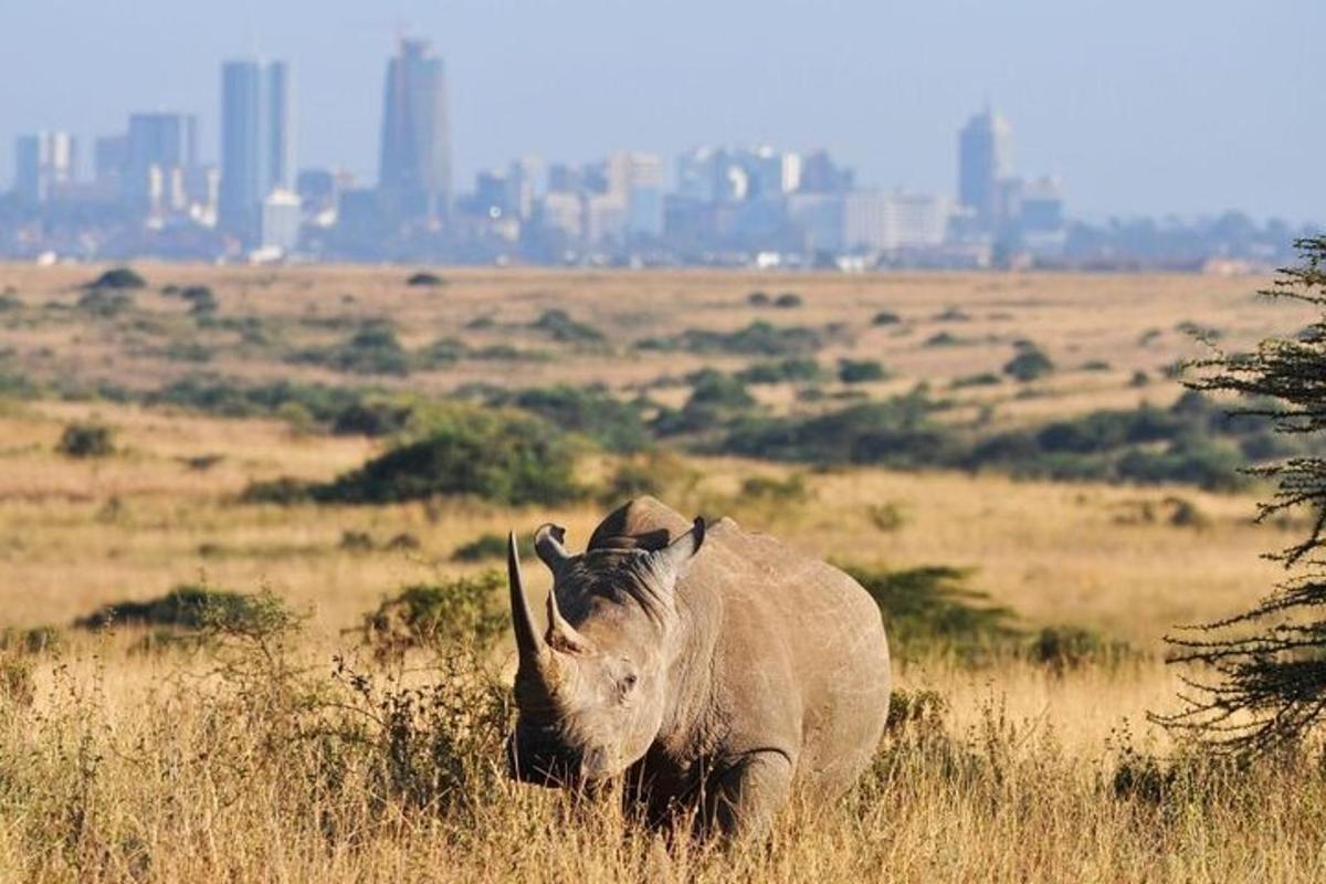 an elephant walking through a field of tall grass