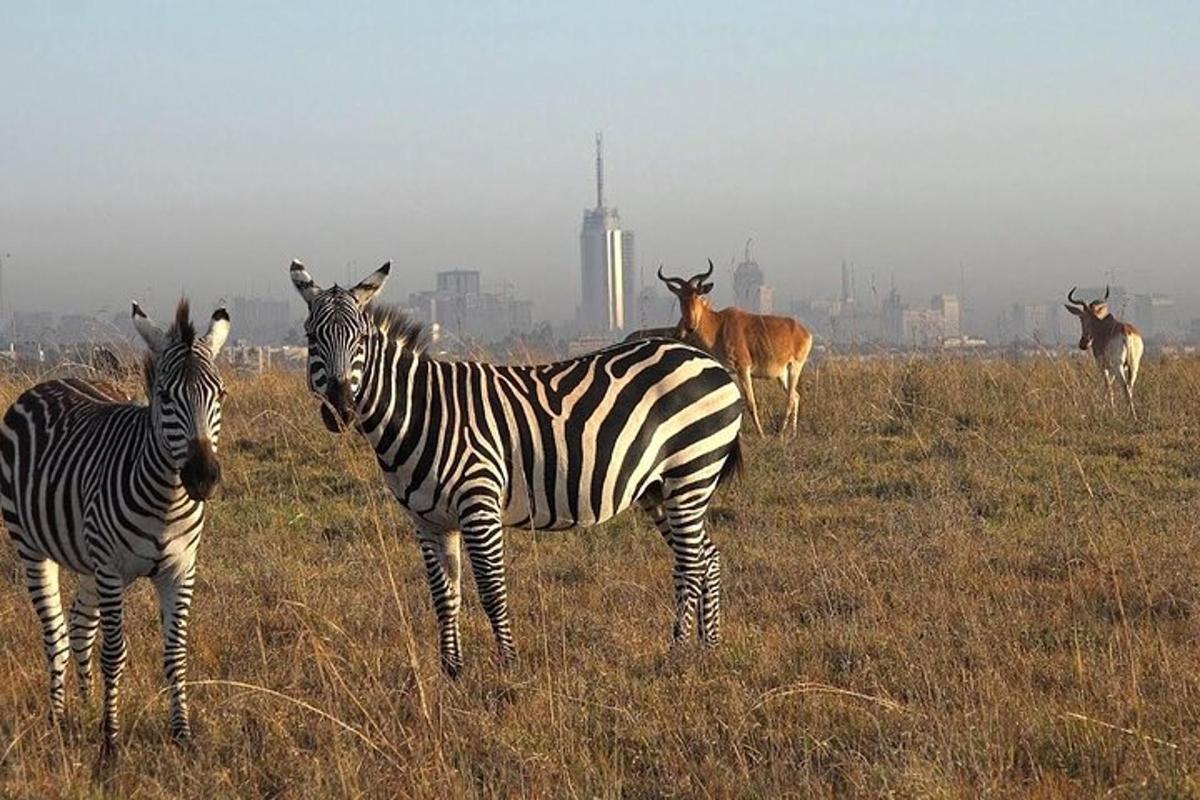 two zebras and other animals standing in a field