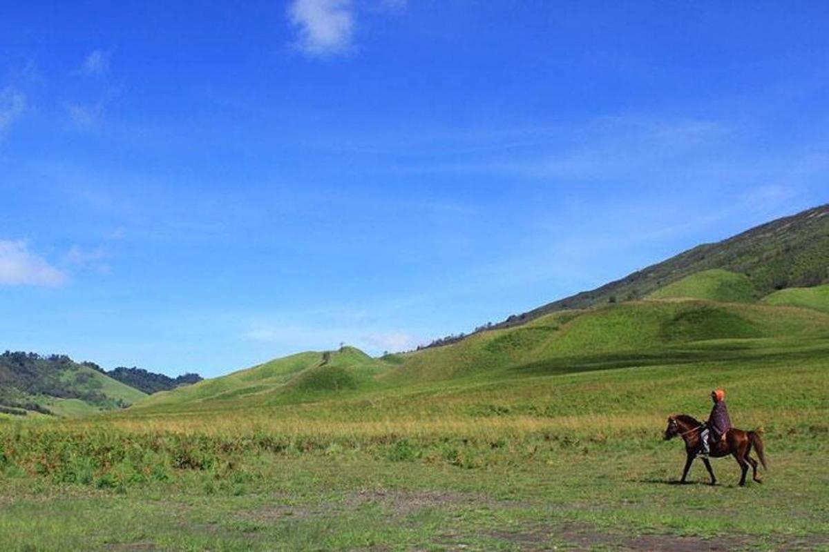 a person riding a horse in a field