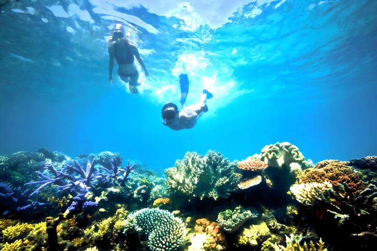 due persone che nuotano nell'acqua sopra una barriera corallina