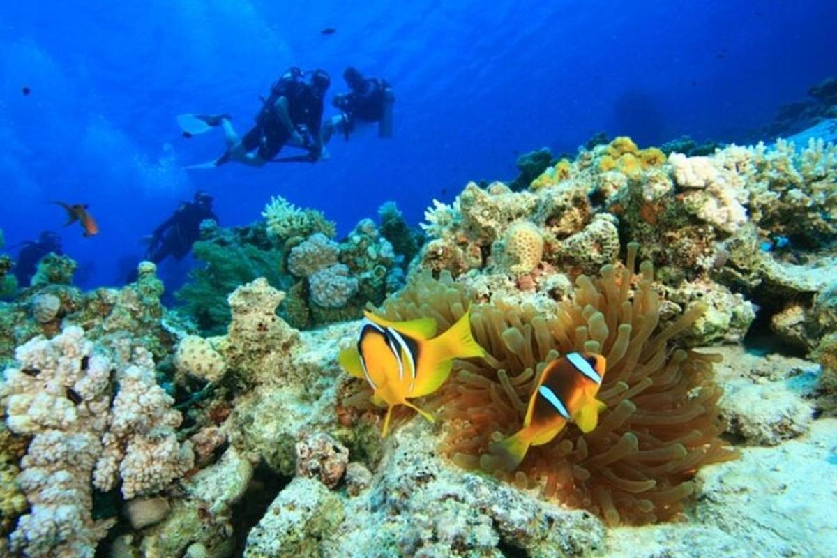 due persone nell'oceano che guardano una barriera corallina