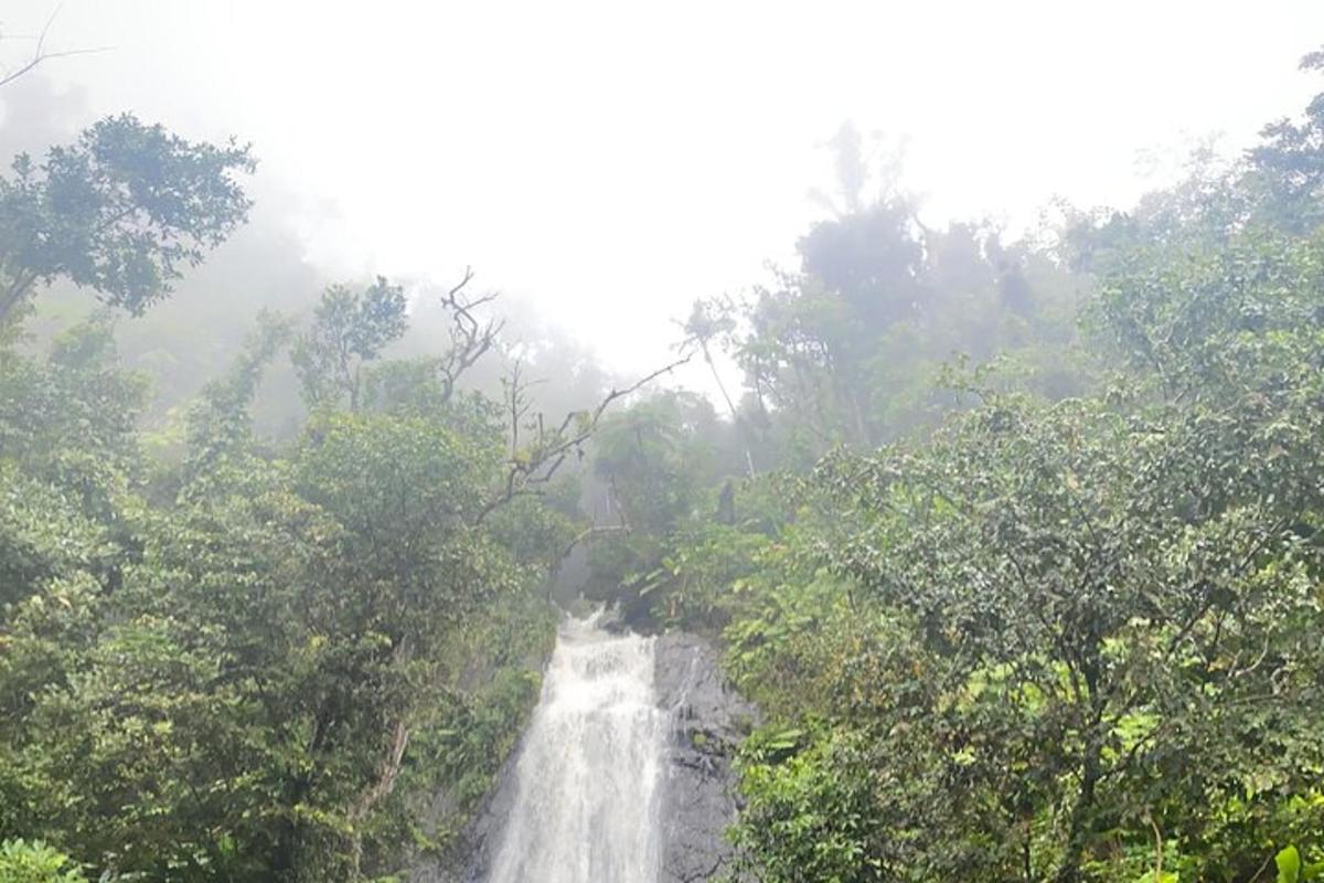a waterfall in the middle of a forest