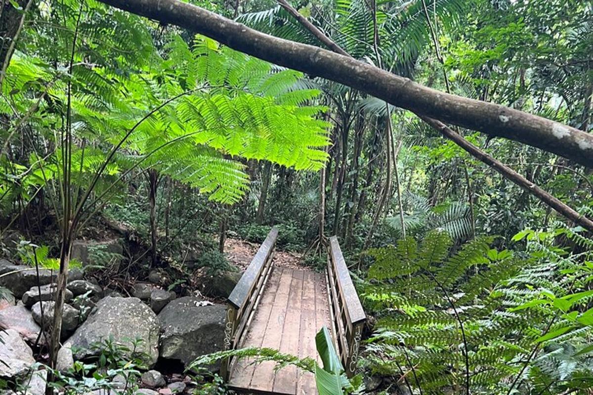 a wooden bridge in the middle of a forest