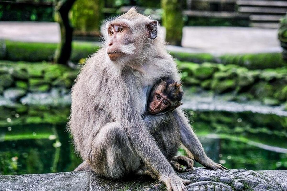 một con khỉ đang ngồi trên một tảng đá với con của nó