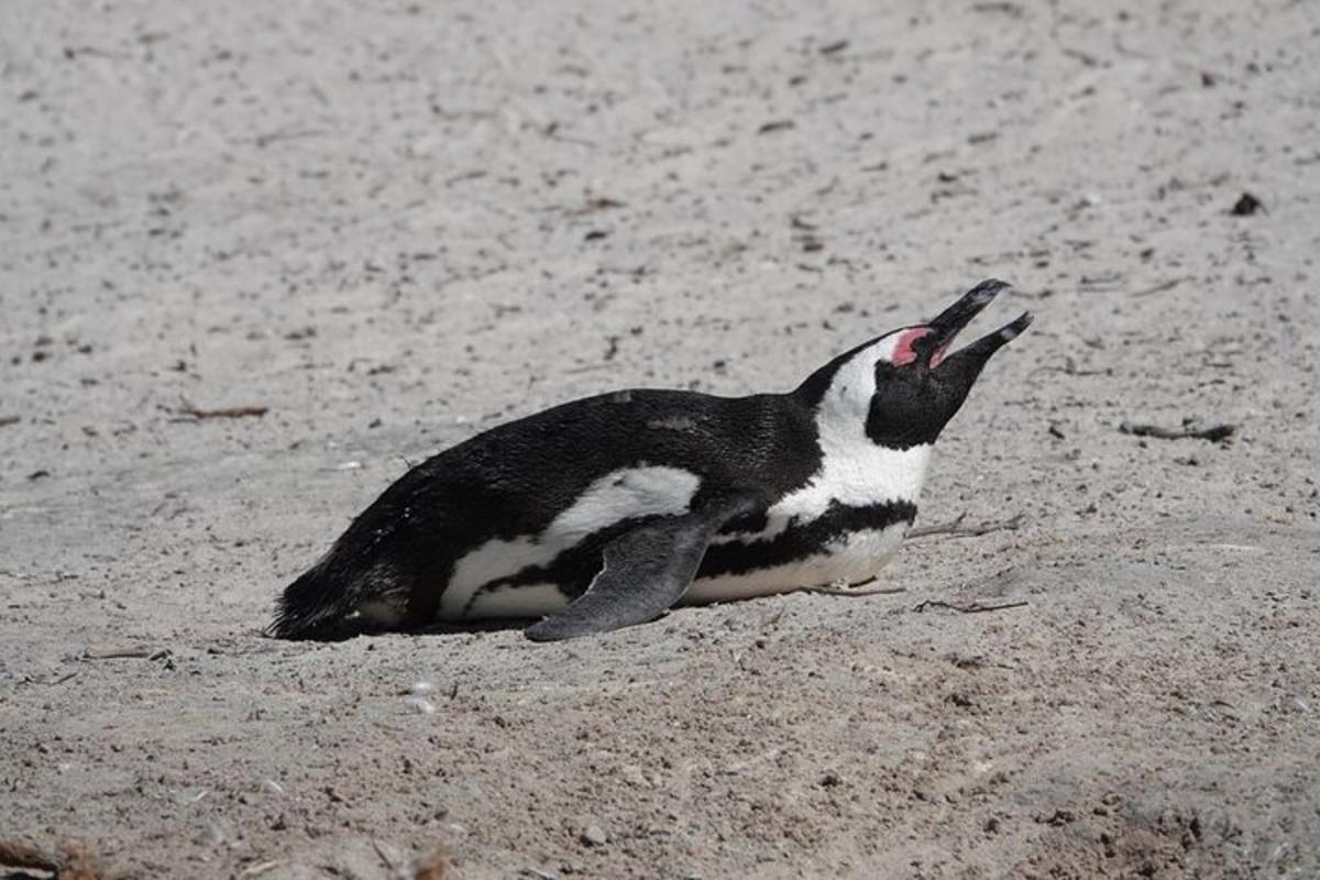 Un pingüino sentado en la arena con la boca abierta.